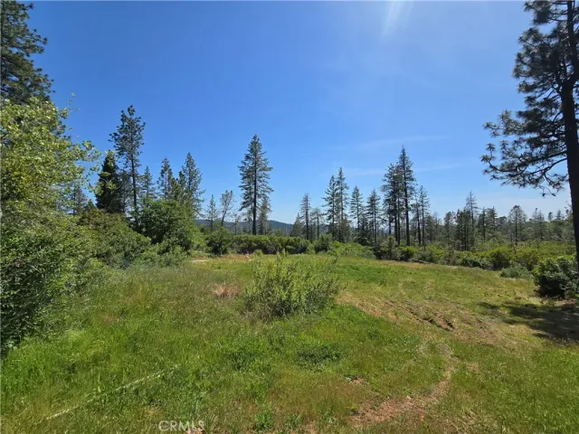 a view of a field with a tree in the background
