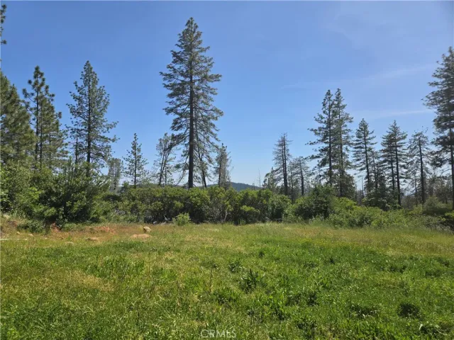 a view of a yard with plants and trees