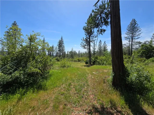 a view of a lush green forest