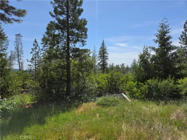 a view of a yard with plants and trees