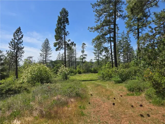 a view of a tree in a forest
