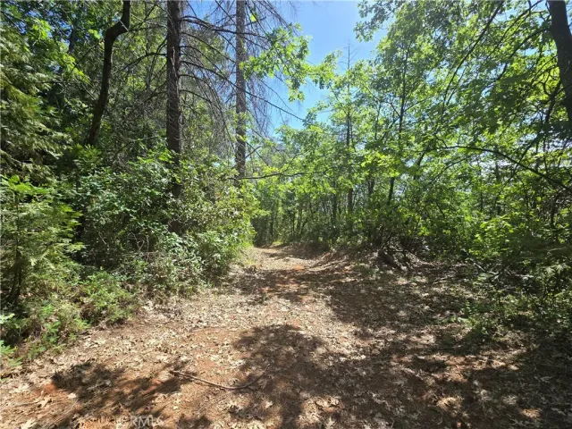 a view of a yard with a trees