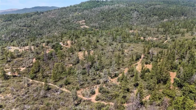 a view of a lush green forest with lush green forest
