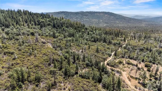 a view of a forest with a tree