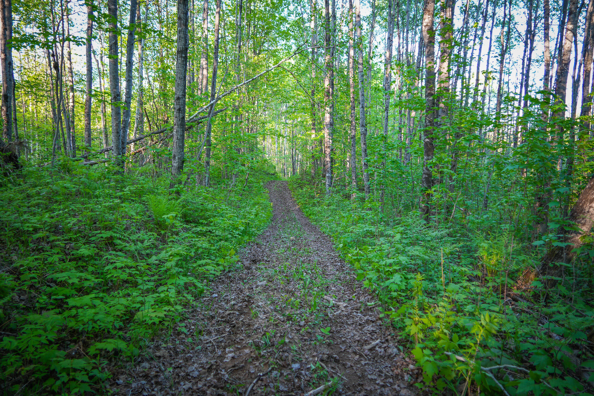 V/l V/l 33rd Road Perkins, MI 49872 - Photo 47 of 70 DSC00077