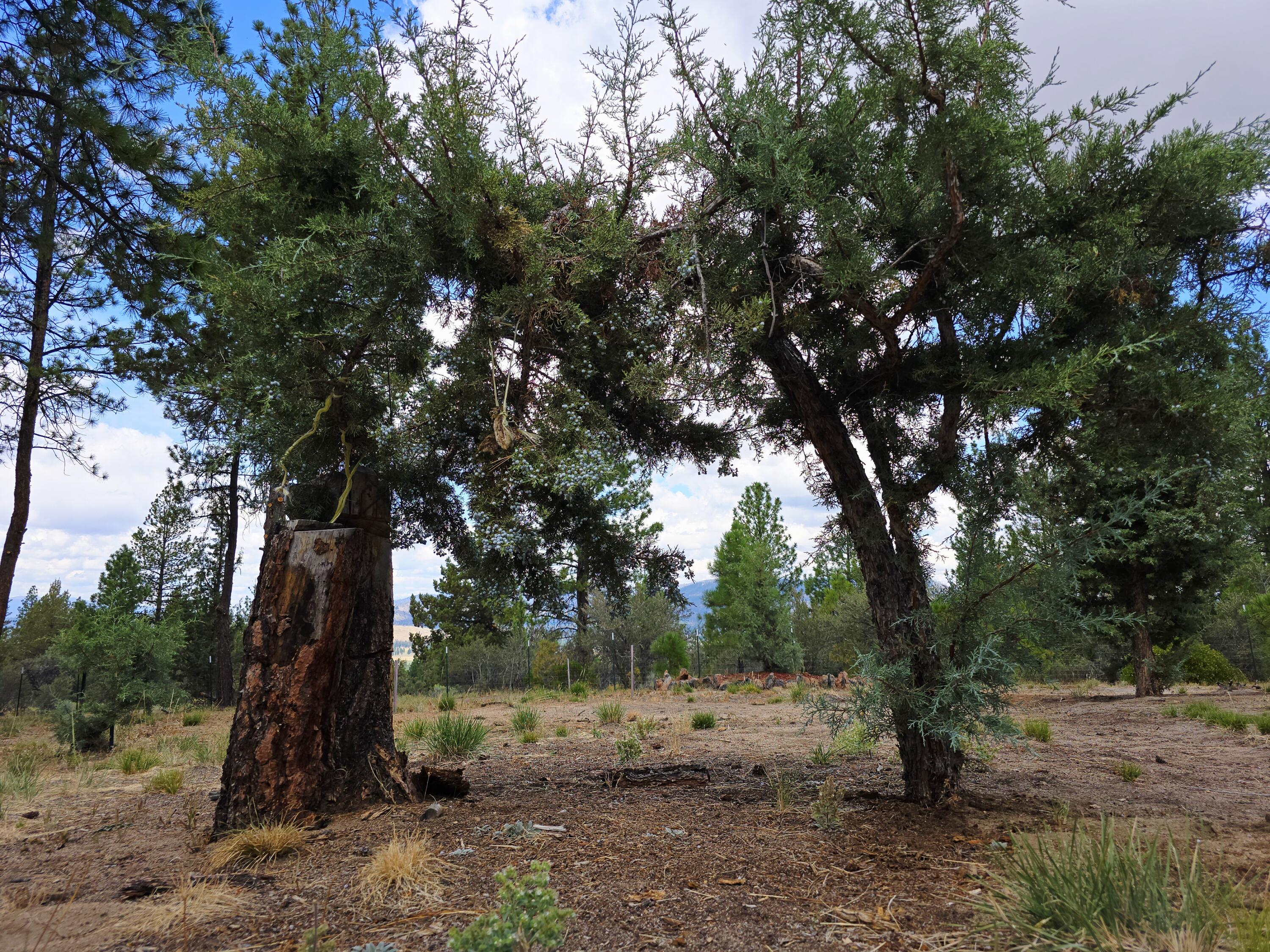 48070 Partin Drive Beatty, OR 97621 - Photo 2 of 29 Trees on the property