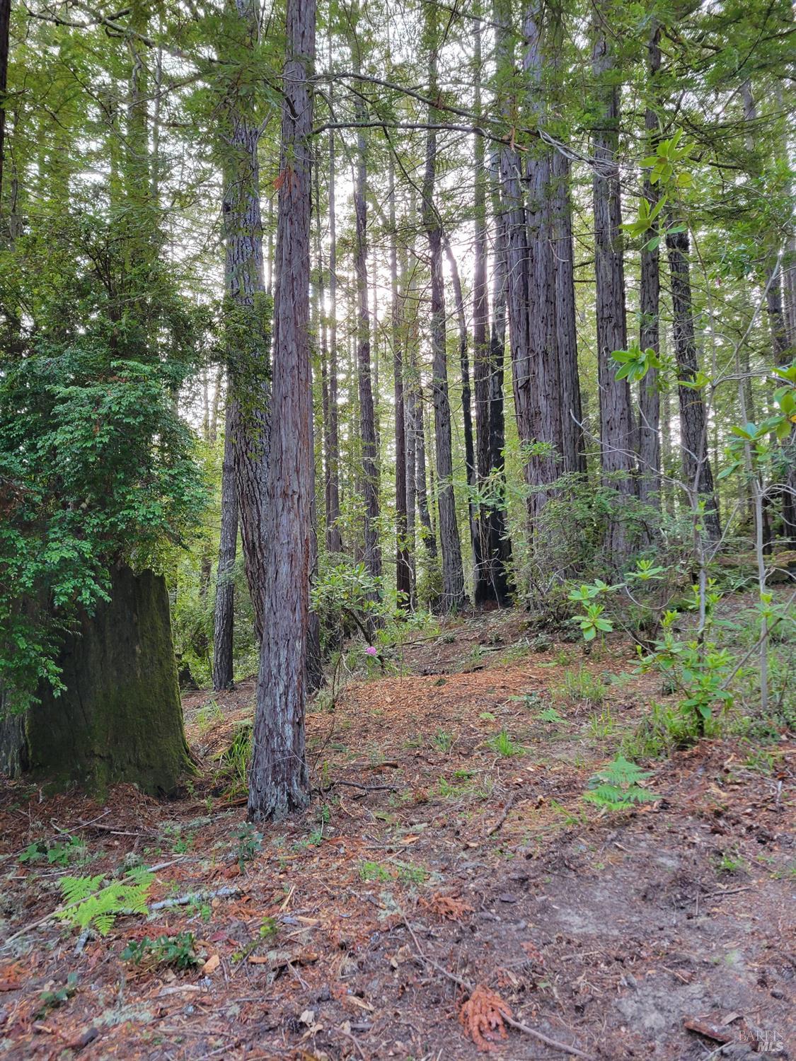 35136 Timber Ridge Road The Sea Ranch, CA 95497 - Photo 16 of 38 Gallery Image 16