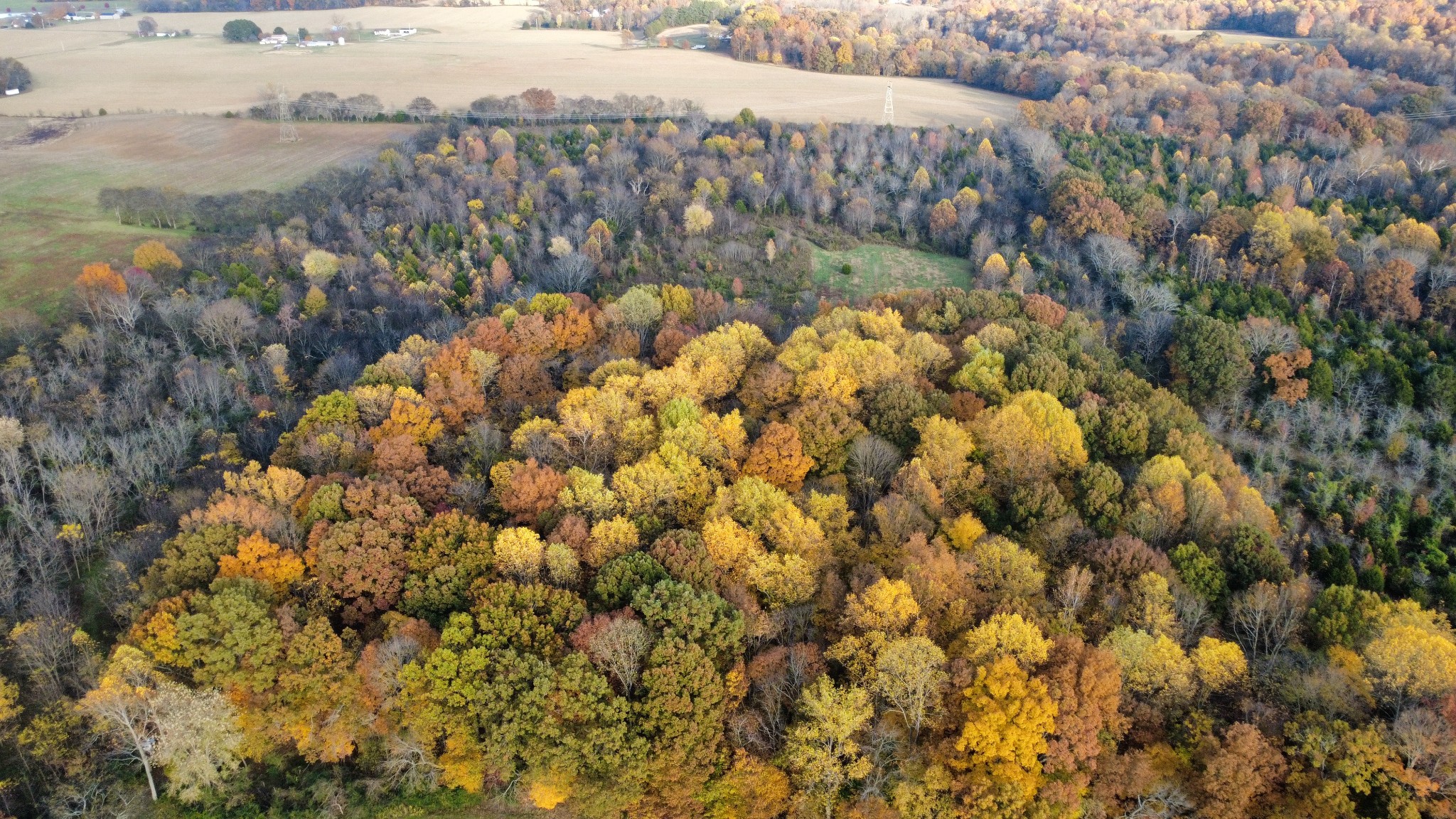 3941 Baggett Road Springfield, TN 37172 - Photo 6 of 18 a view of a bunch of flowers