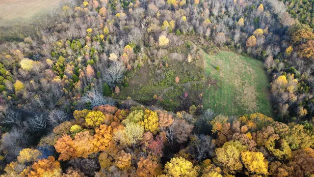 a view of a tree with a yard