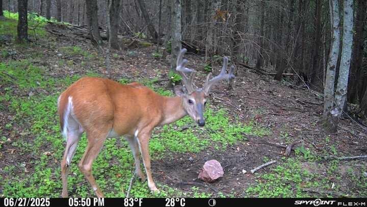119 Hail Hollow Road Decatur, TN 37322 - Photo 7 of 10