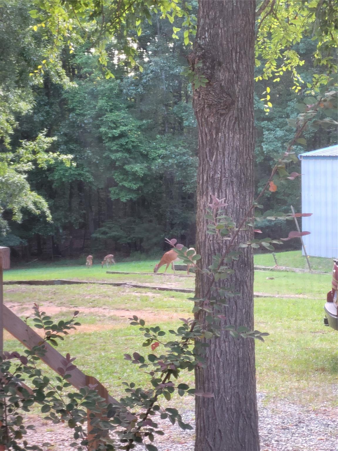 8705 Simpson Road Waxhaw, NC 28173 - Photo 46 of 46 a view of a yard with a tree