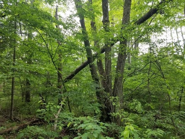 Lot 1 Sanctuary Road Tomahawk, WI 54487 - Photo 12 of 14 Gallery Image 12