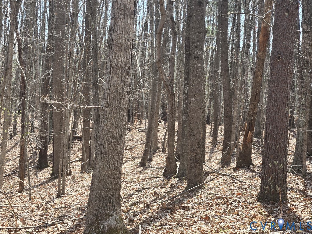 a view of a forest filled with trees