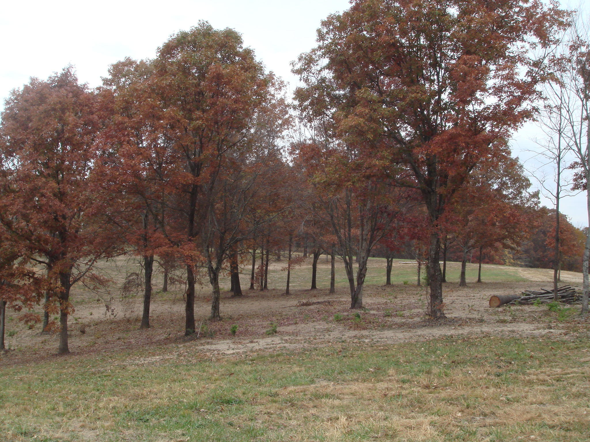 0 Watt Cemetery Road Loudon, TN 37774 - Photo 14 of 23 DSC02207