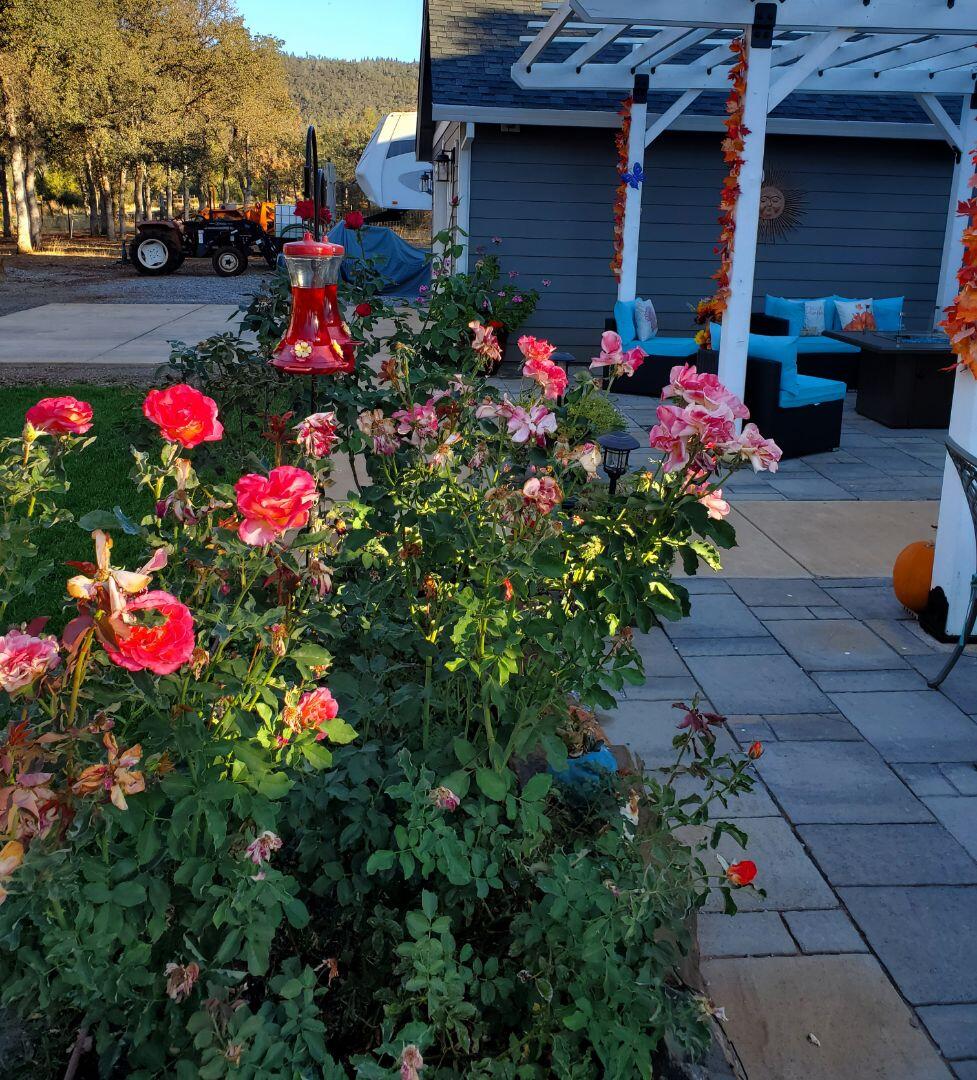 5511 Wilson Hill Road Manton, CA 96059 - Photo 33 of 71 Wilson Hill RD flowers