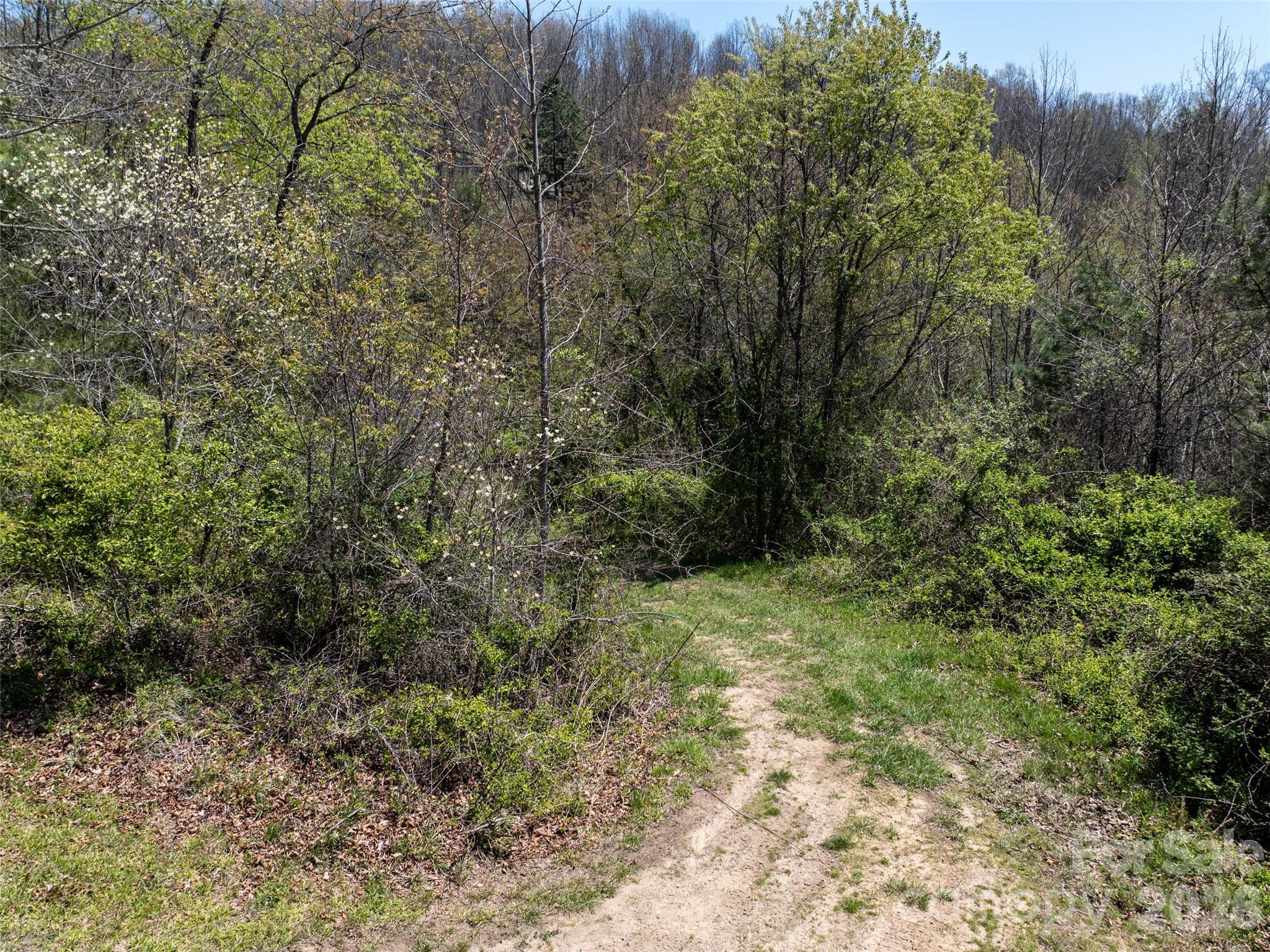 Lot 43 Sunnybrook Trail Clyde, NC 28721 - Photo 3 of 11 a view of a yard with a tree