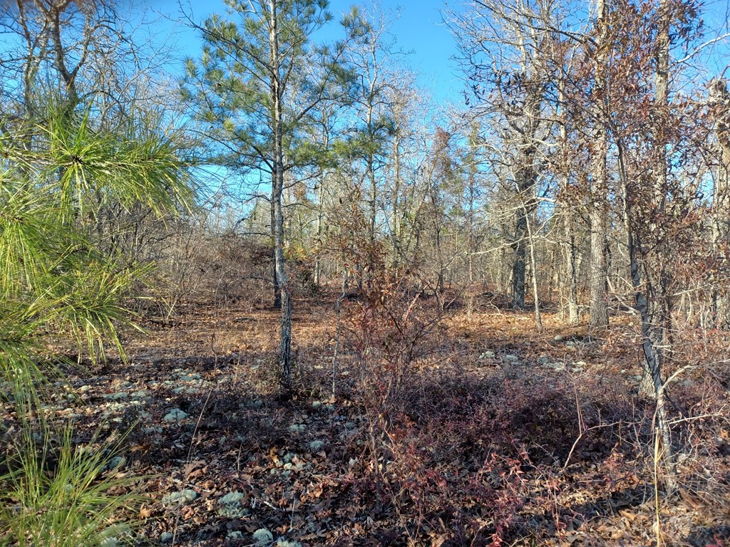 Tbd Tbd Browns Pond Road Salley, SC 29137 - Photo 2 of 8