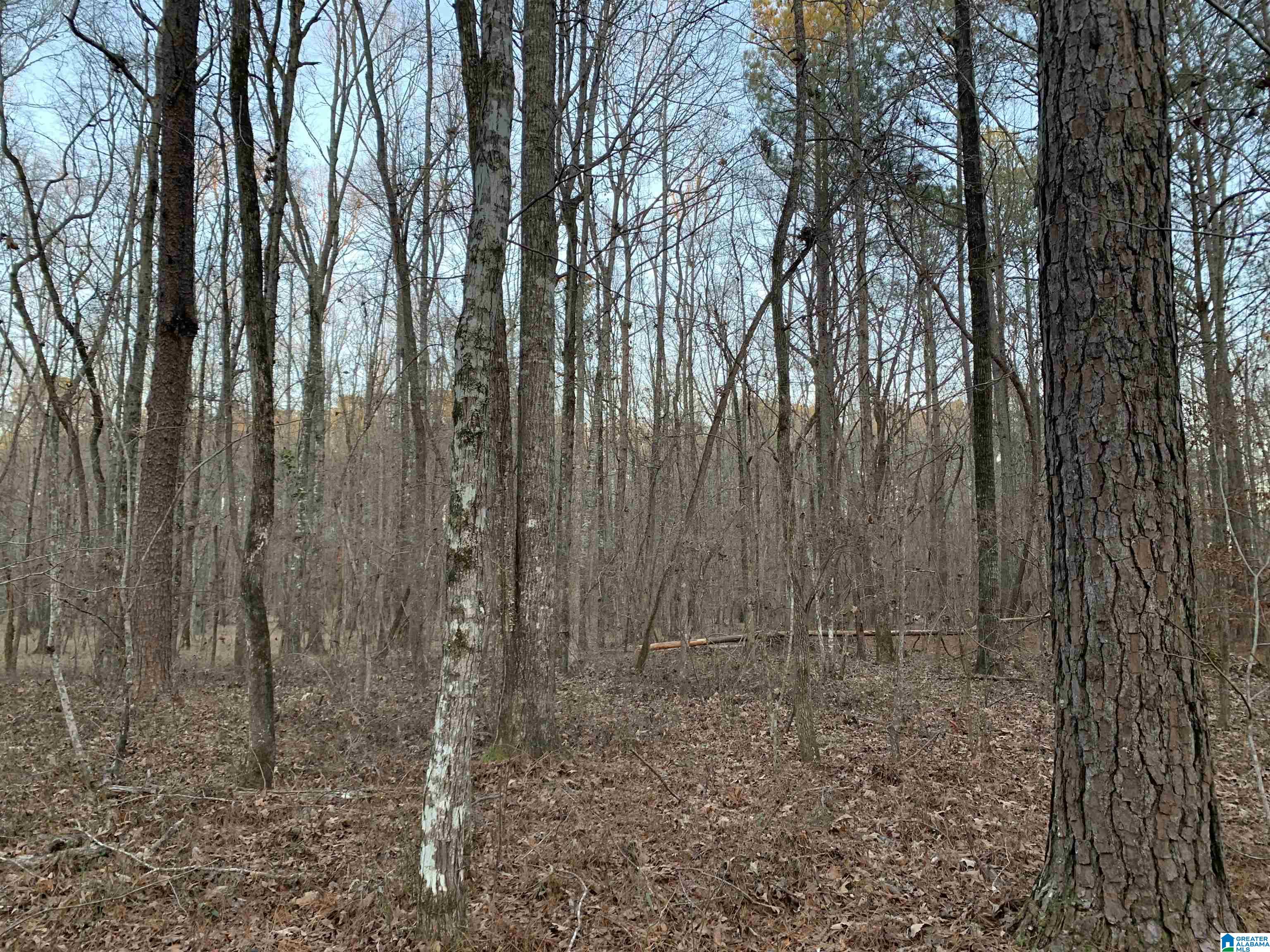 156 County Road Jemison, AL 35085 - Photo 6 of 14
