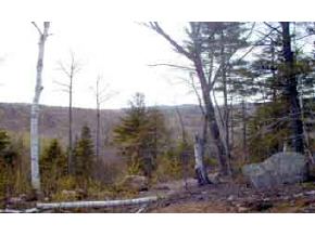 14 Ellis Ridge Road Bartlett, NH 03838 - Photo 3 of 5 Gallery Image 3