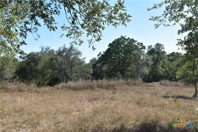 a view of a forest with trees in the background