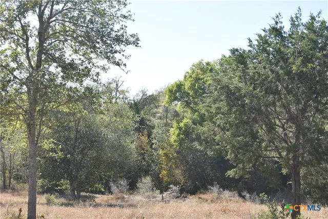 a view of a forest with trees in the background