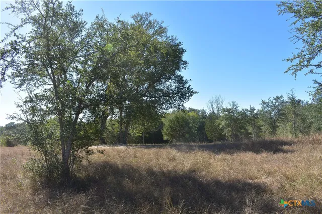 a view of a forest filled with trees