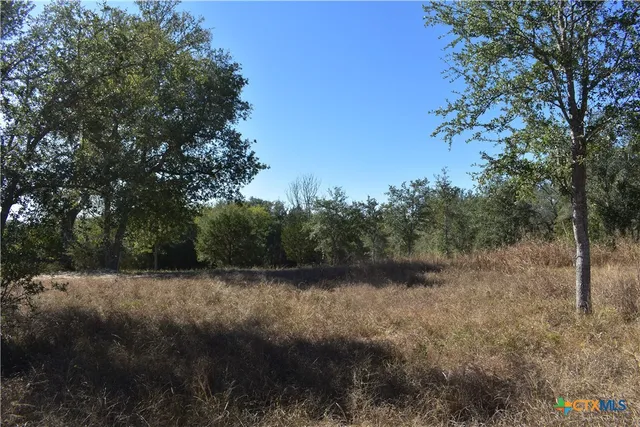 a view of a forest with trees in the background