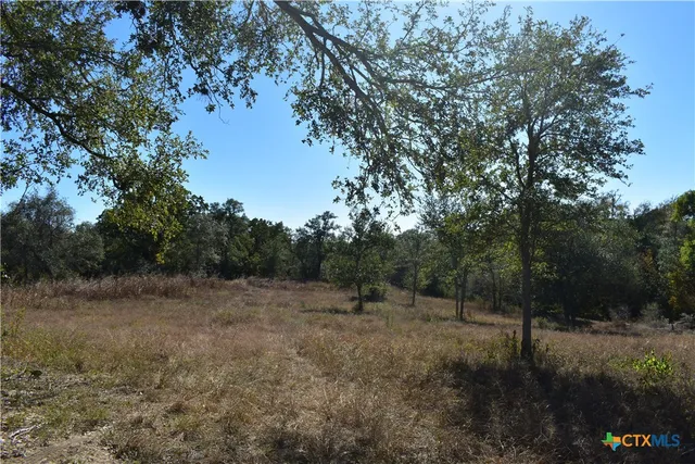 a view of a forest with trees in the background