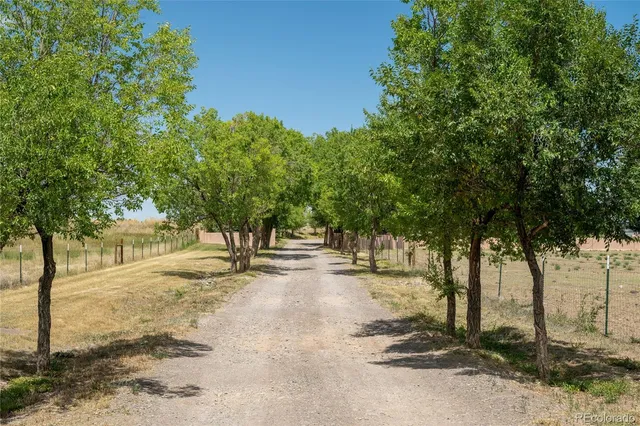 a view of a yard with a tree