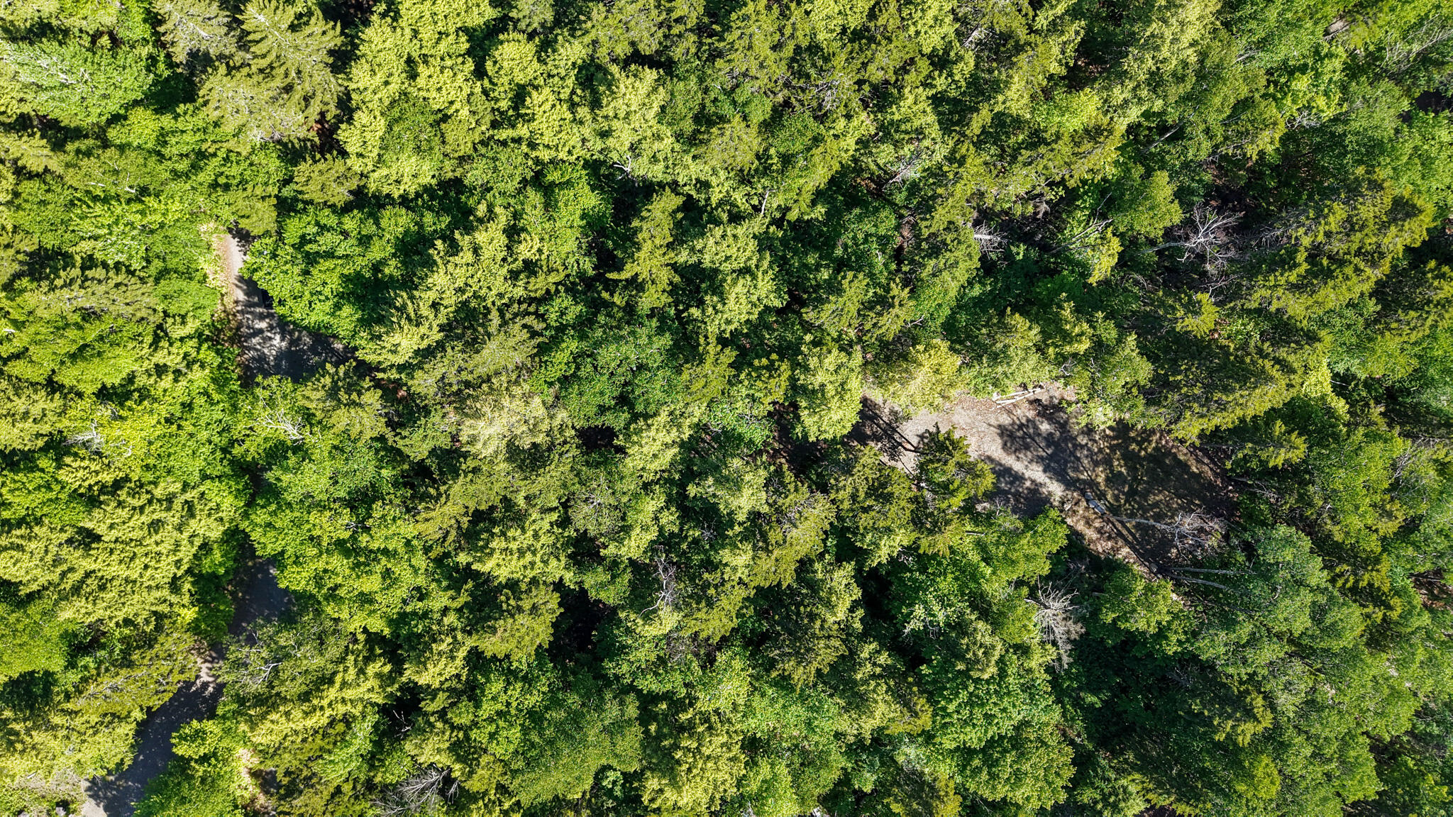 19 Brown Road Danforth, ME 04424 - Photo 19 of 31 dji_fly_20260616_160034_0010_17816402270
