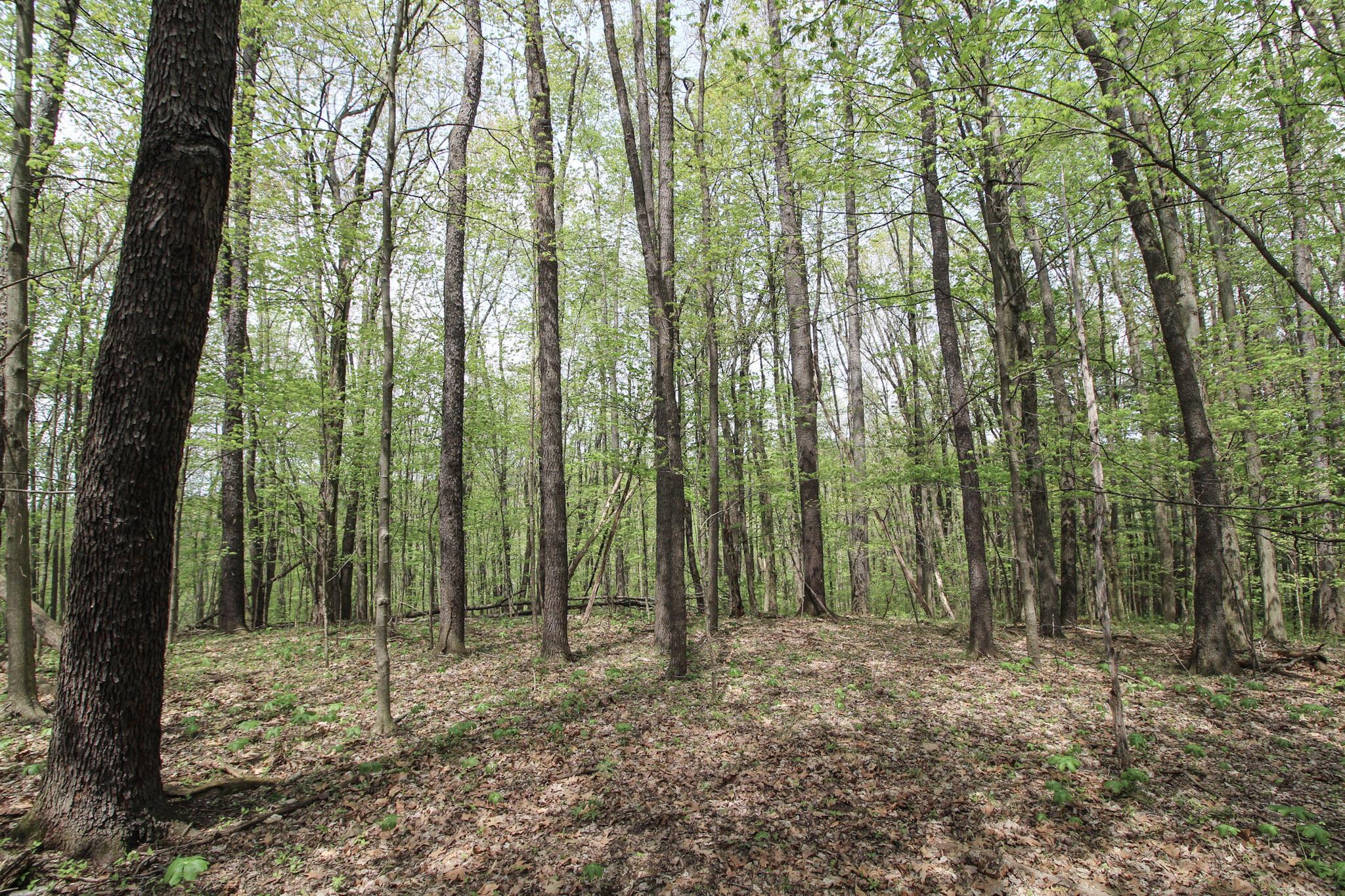 0 Norris Road Tippecanoe, OH 44699 - Photo 11 of 14 10-IMG_9724