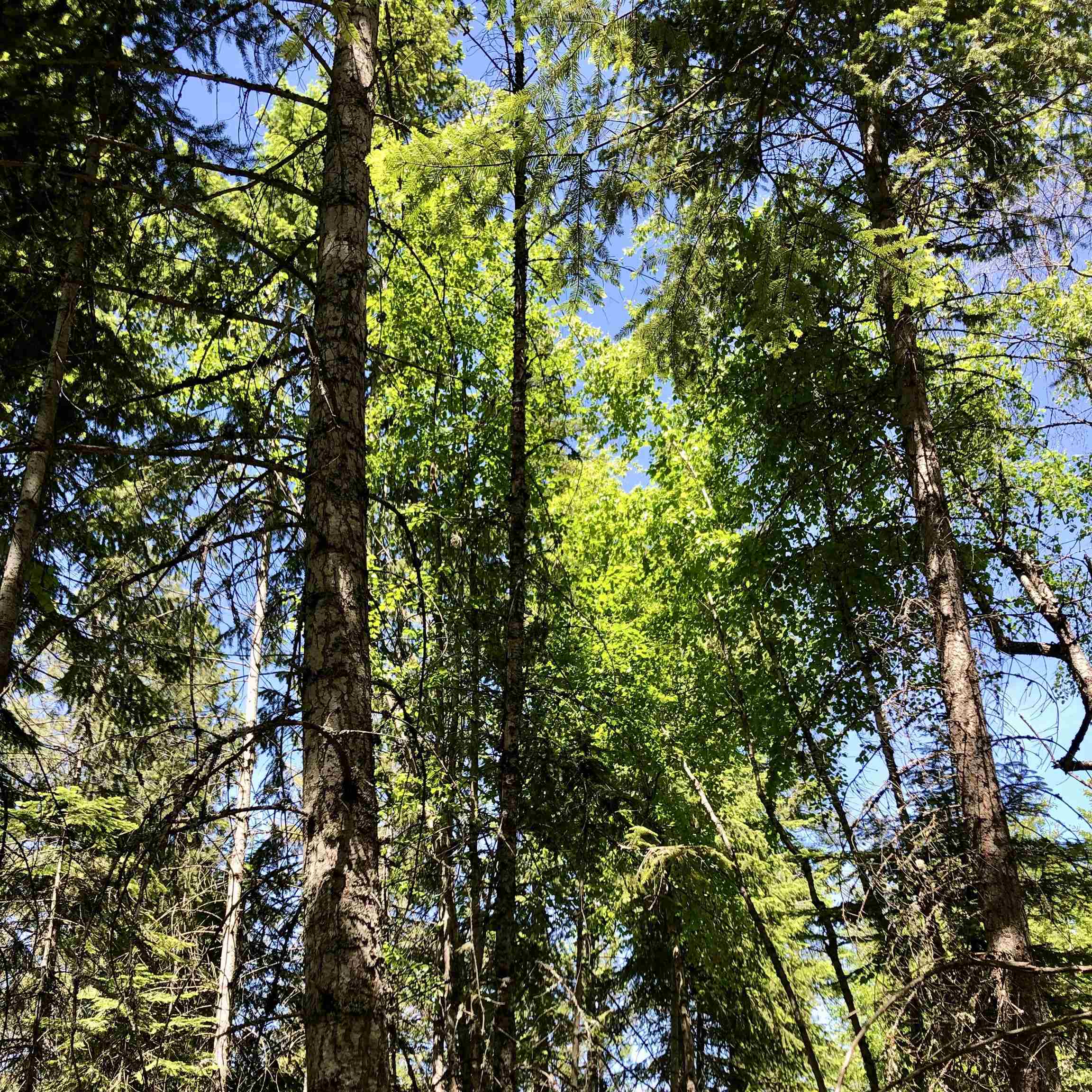 South Swenson Road Deer Park, WA 99006 - Photo 19 of 42