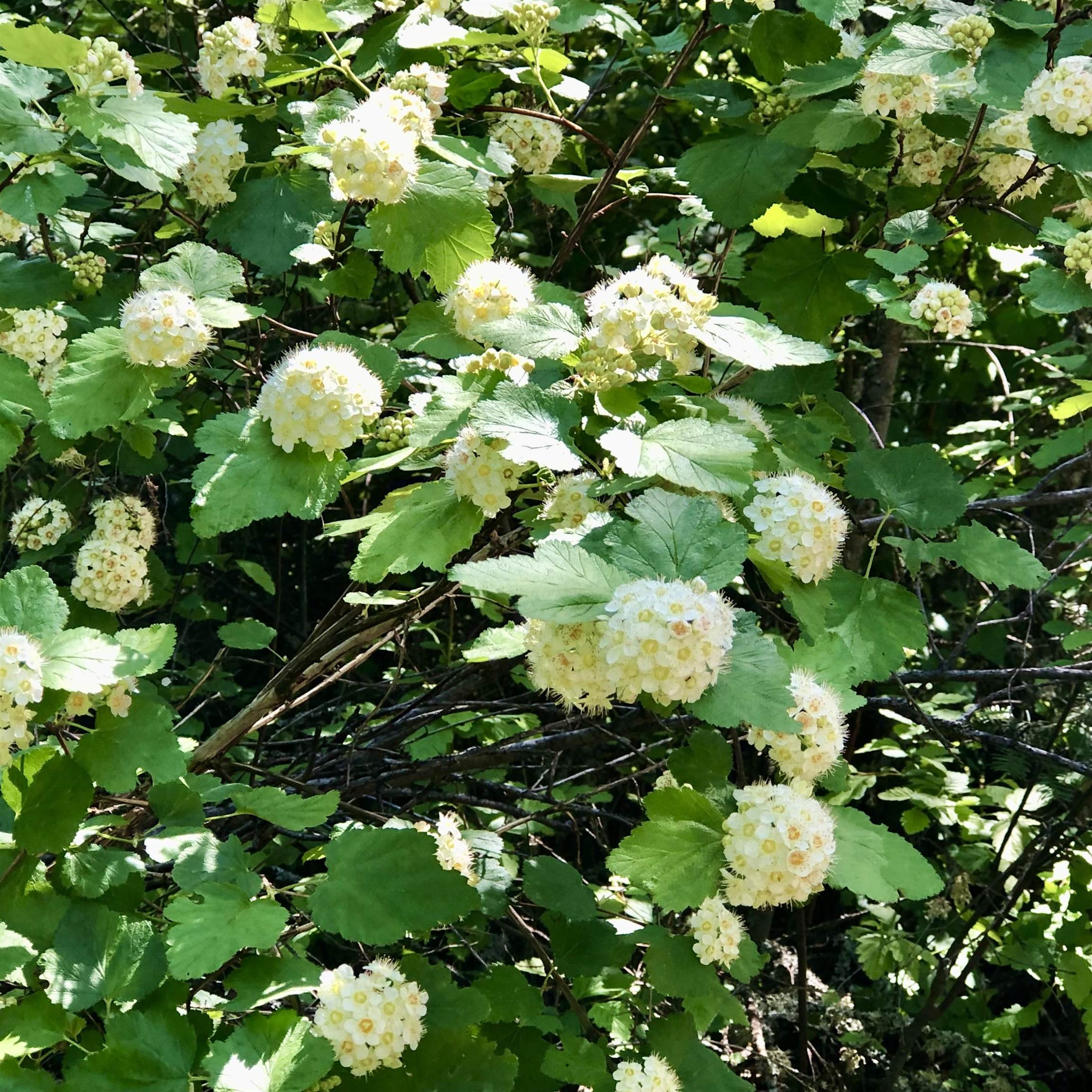 South Swenson Road Deer Park, WA 99006 - Photo 32 of 42