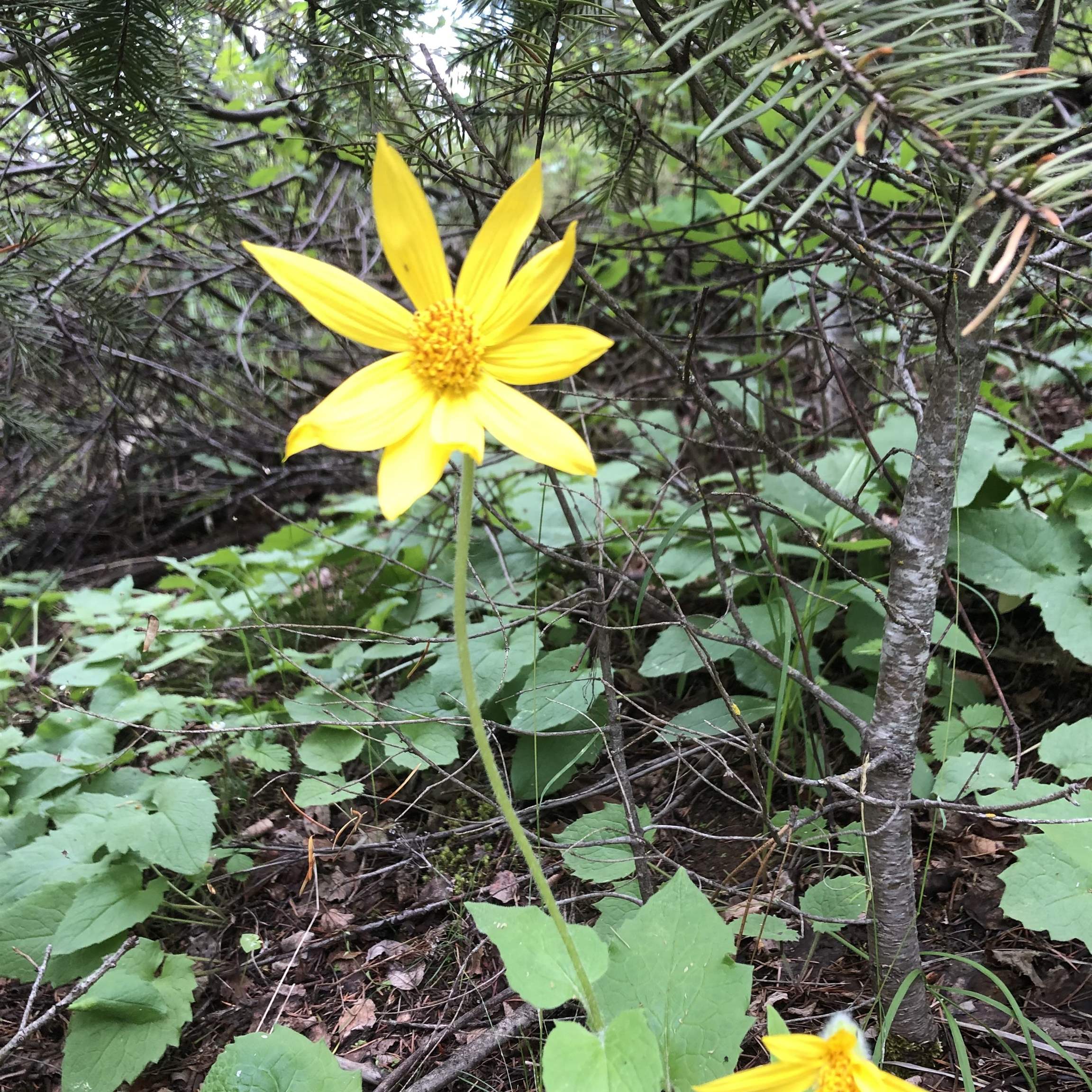 South Swenson Road Deer Park, WA 99006 - Photo 34 of 42