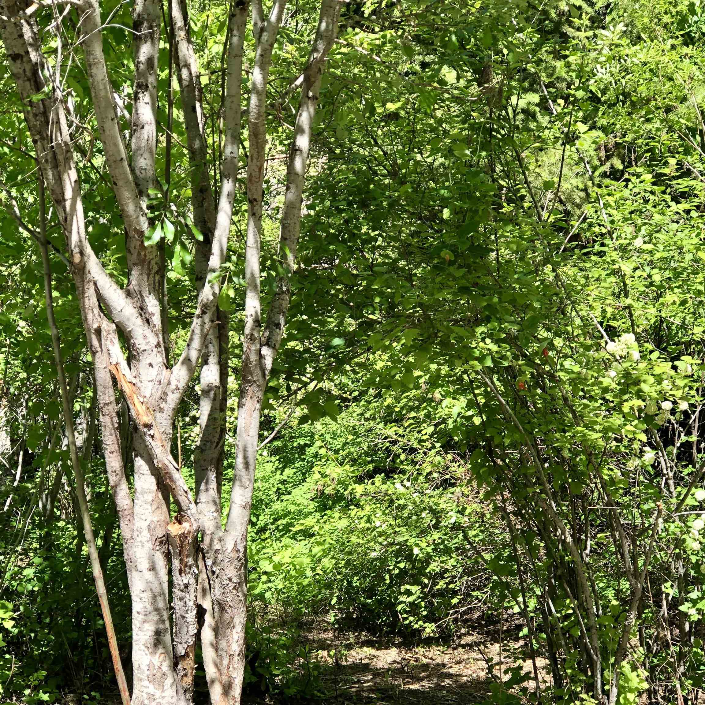 South Swenson Road Deer Park, WA 99006 - Photo 41 of 42