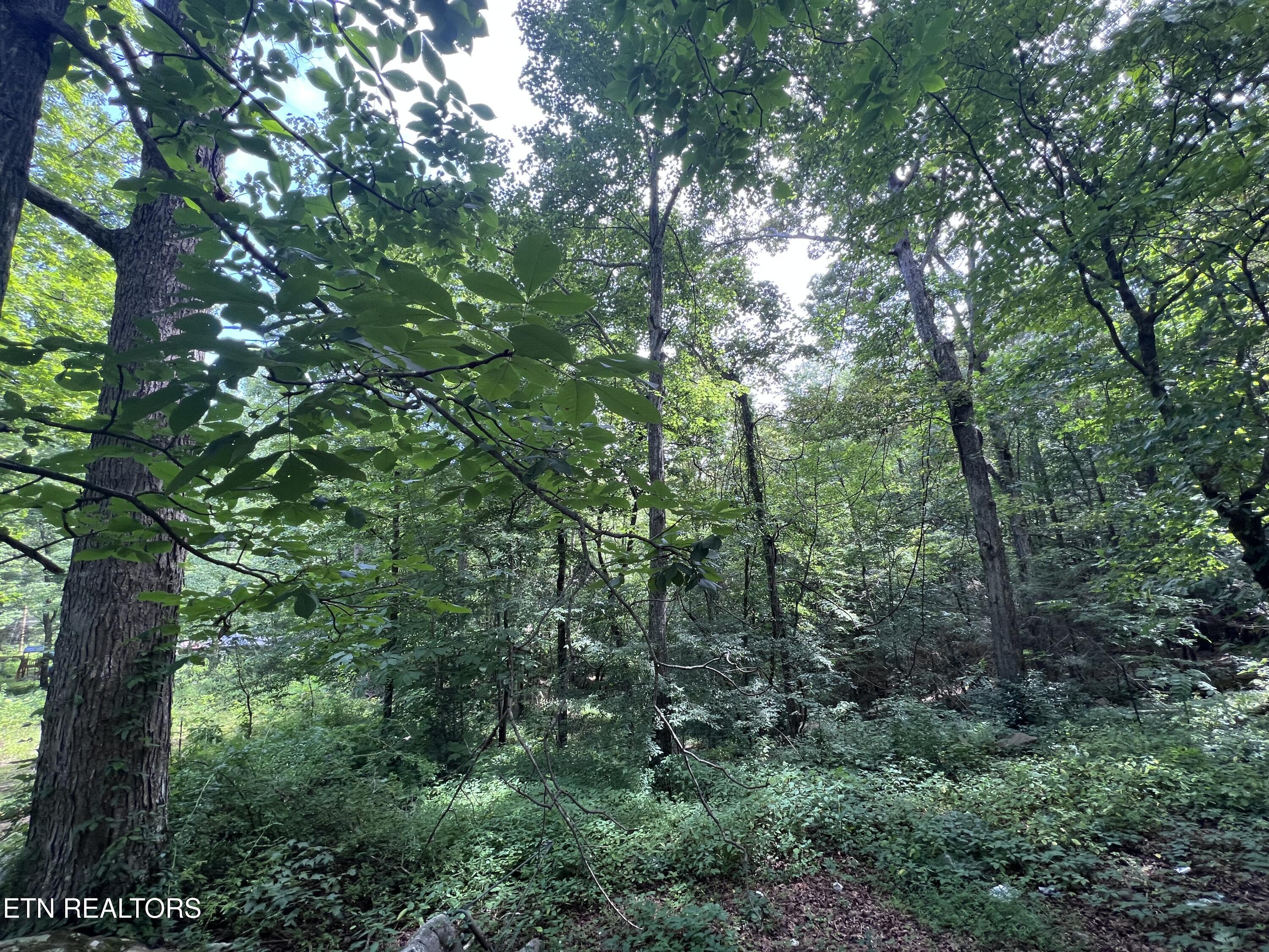 119 Wagon Hollow Road Middlesboro, KY 40965 - Photo 18 of 51 IMG_2848