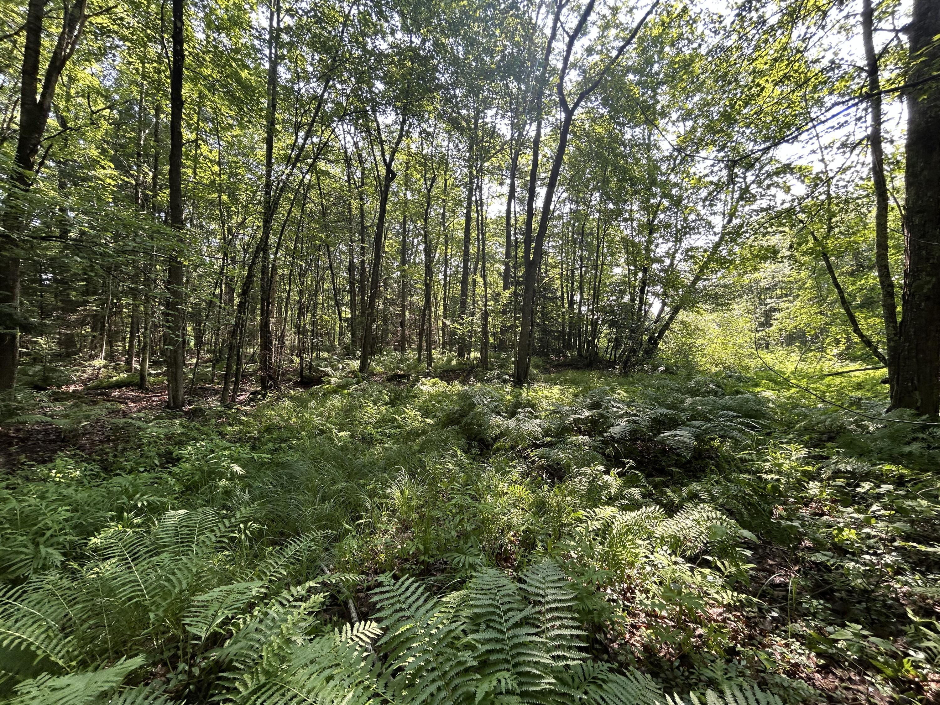 Lot 14 Mechanic Falls Road Poland, ME 04274 - Photo 8 of 8 IMG_2152