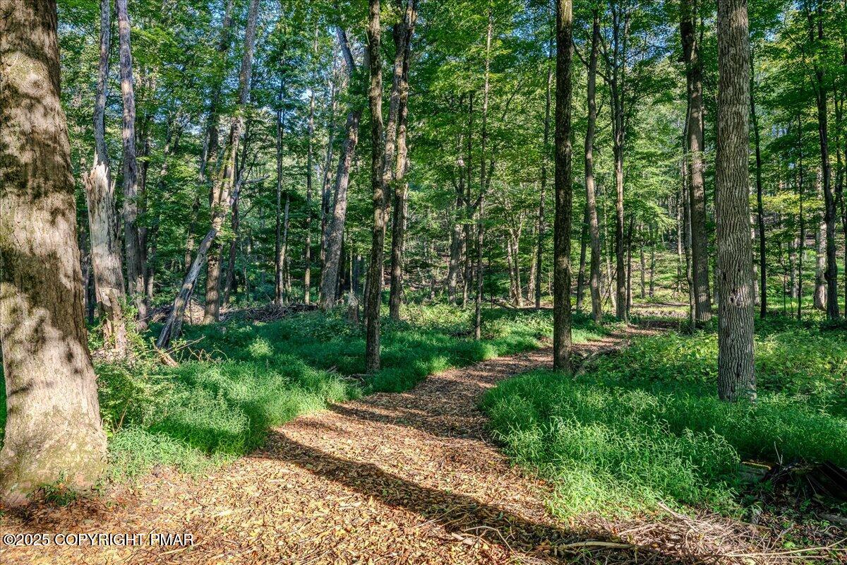 262 Lower Swiftwater Road Cresco, PA 18326 - Photo 9 of 50 a view of a forest with trees