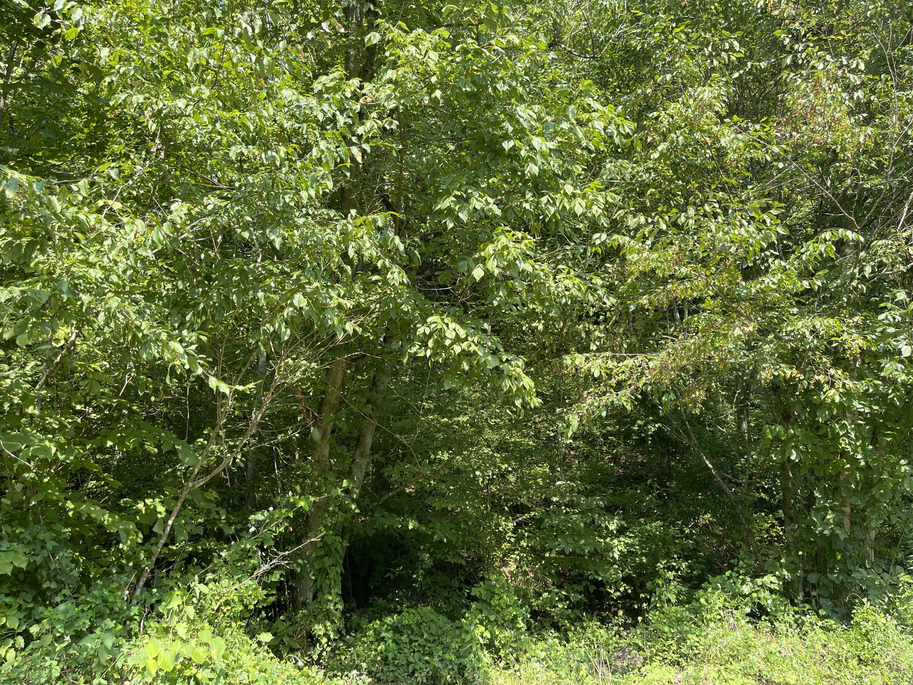 0 Chop Bottom Road, Unit LOT #1/ UPPER TRACT Manchester, KY 40962 - Photo 5 of 7 D80731EF-D919-423B-B2C3-4748B6AB99D4