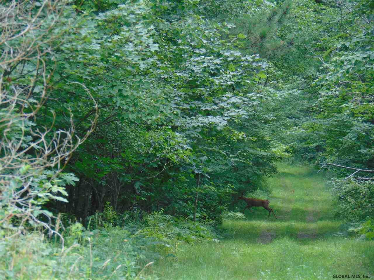 0 Mace Road Gilboa, NY 12076 - Photo 8 of 17 Photo 8