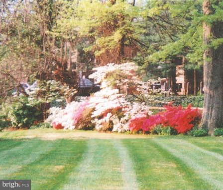 Bright sunny yard.