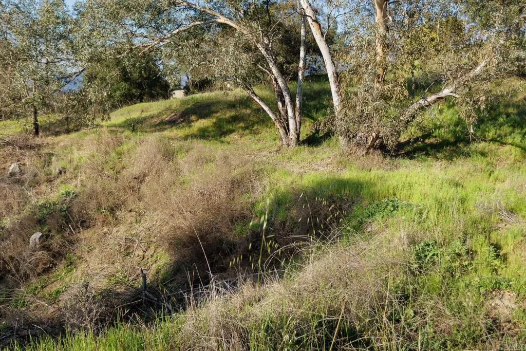 0 McNally Road Valley Center, CA 92082 - Photo 8 of 23 a view of a yard with plants and trees
