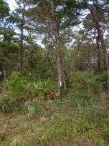 Lot 2 Bramble Street Santa Rosa Beach, FL 32459 - Photo 8 of 8 Photo 8
