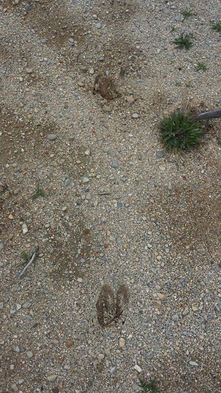 Lot 23 Lane Road, Unit 23 Cherryfield, ME 04622 - Photo 5 of 6 Photo