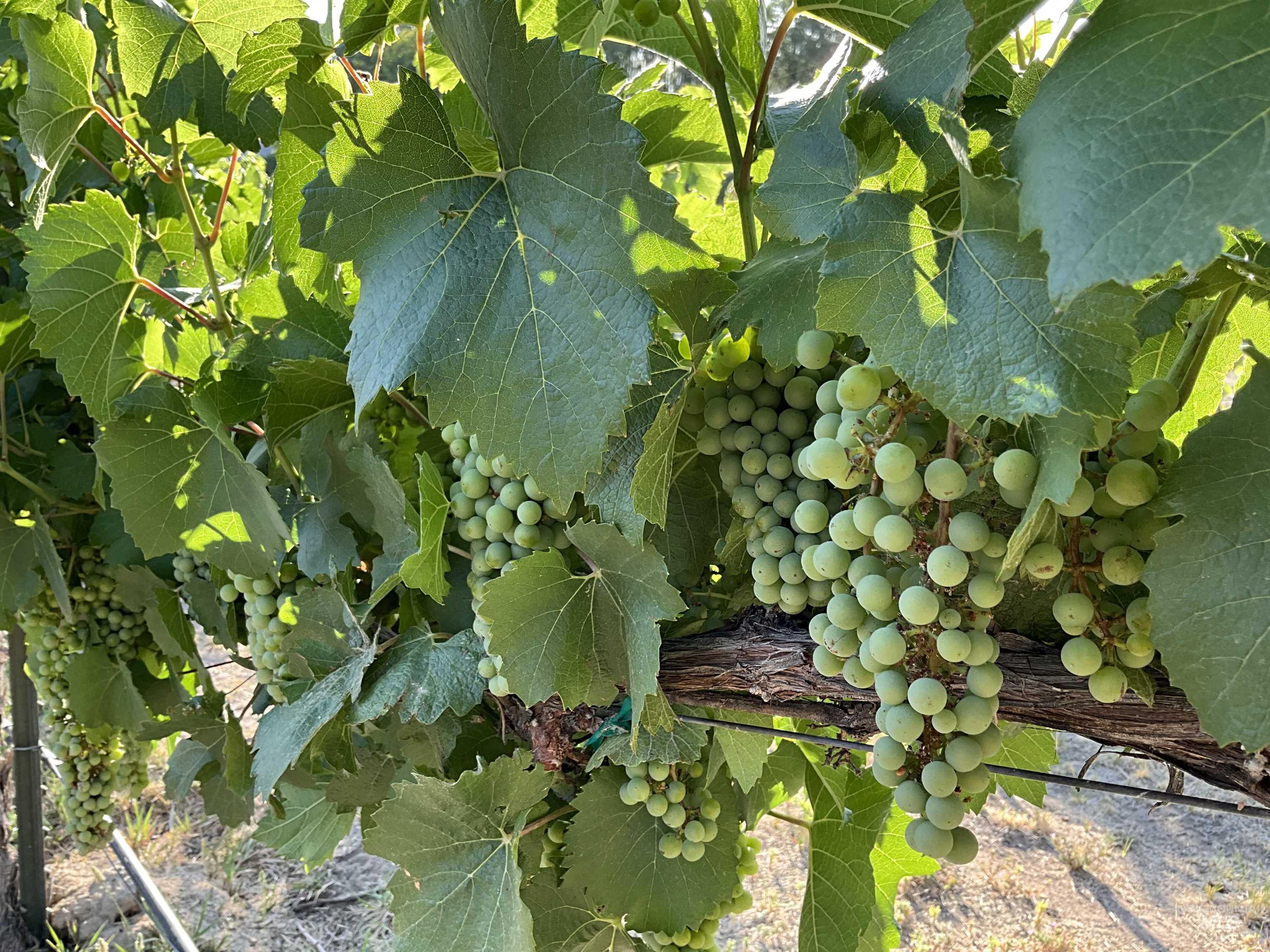 4778 River Road Buhl, ID 83316 - Photo 35 of 36