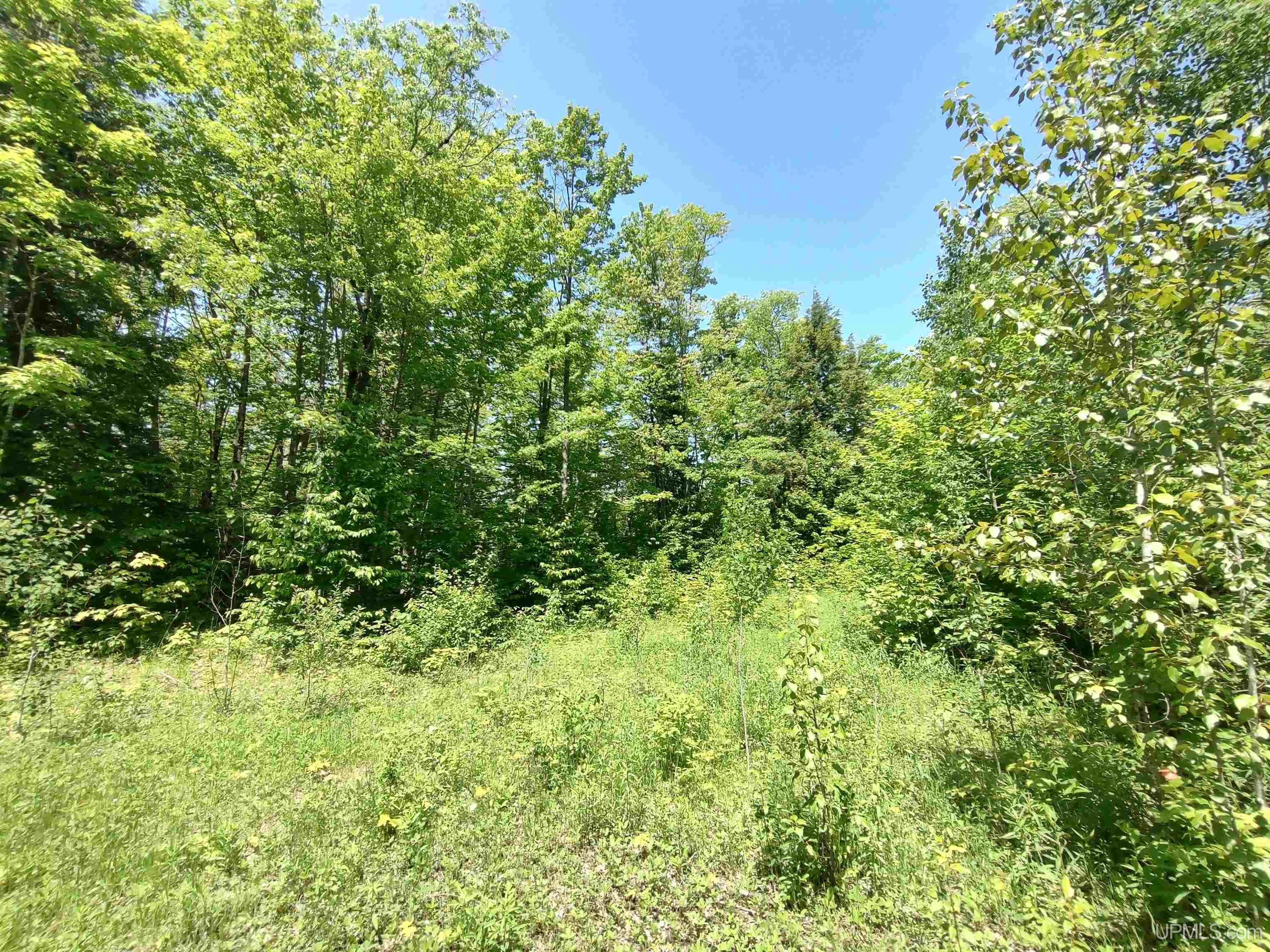 40-acres 40-acres Maple Grove Road Skandia, MI 49885 - Photo 14 of 19