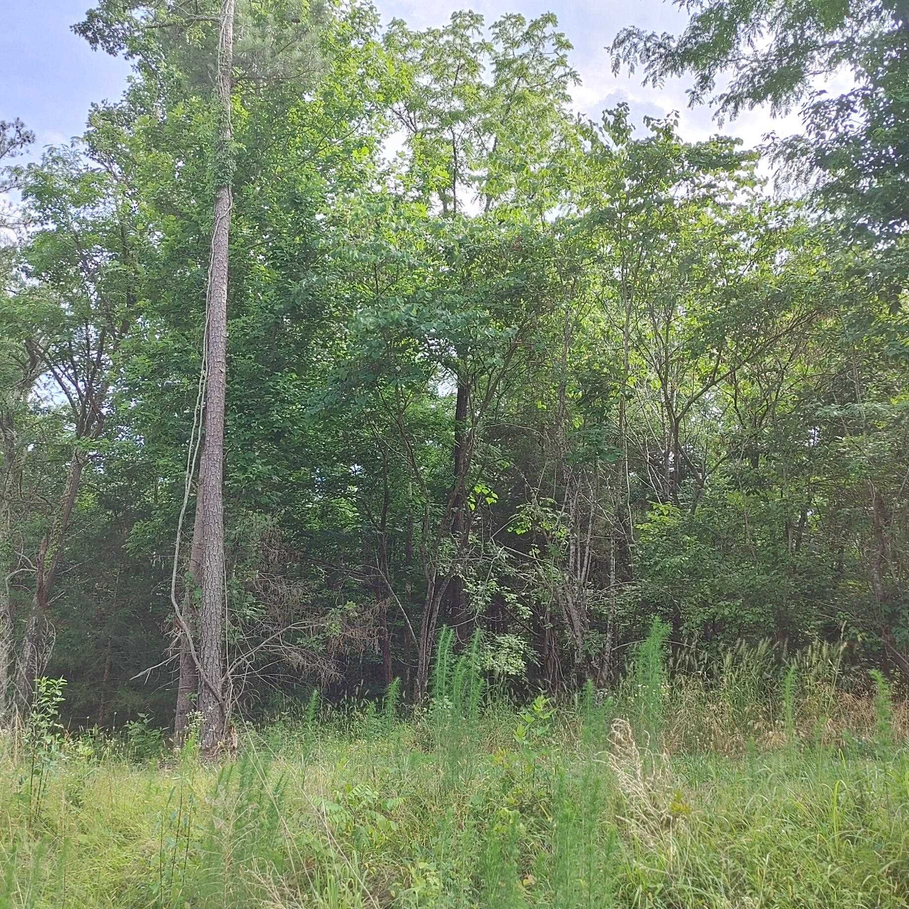 0 Spring Valley Road Henderson, NC 27536 - Photo 3 of 6 a view of a lush green forest