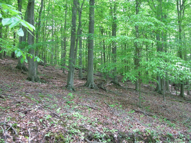 104 River Road Hinton, WV 25951 - Photo 4 of 38 Sylvan Falls -3