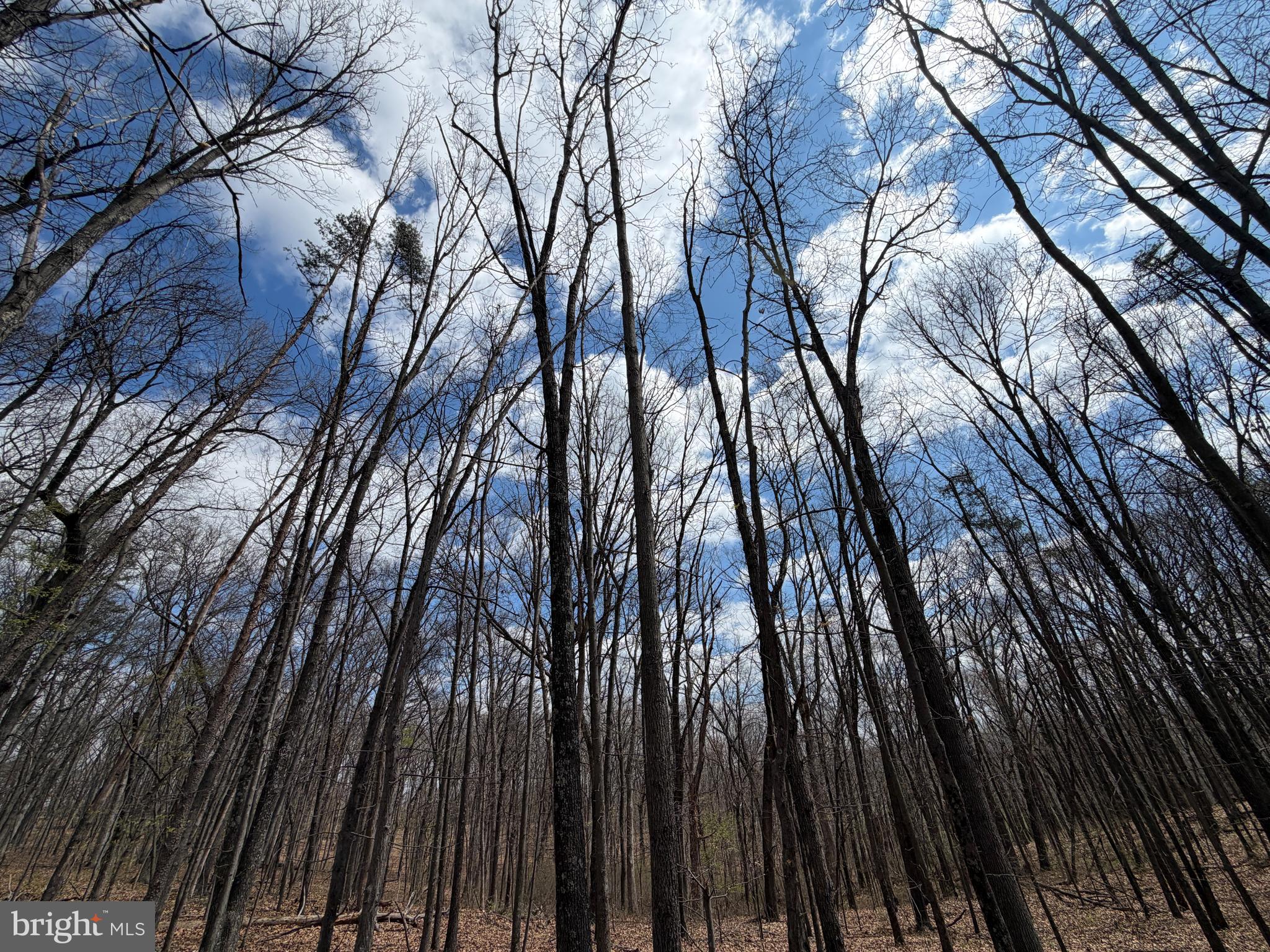 2 Blackthorne Ridge Road Augusta, WV 26704 - Photo 10 of 29 a view of forest