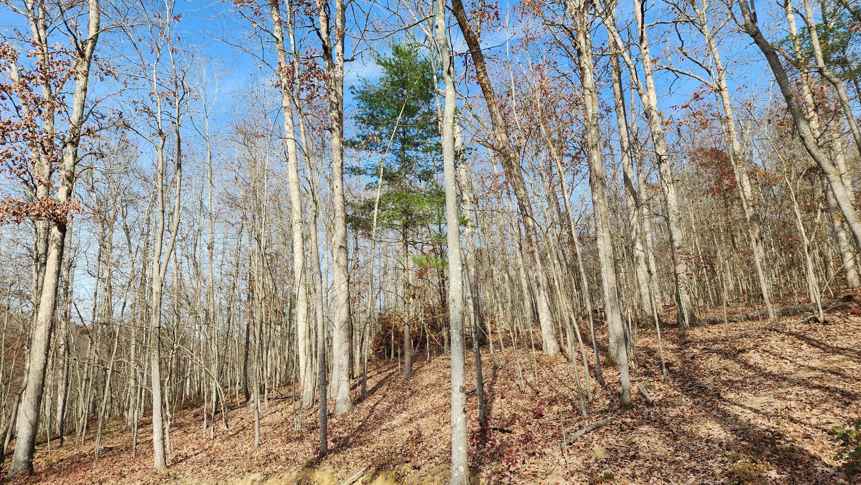0 Jisco Road, Unit TRACT B) Jackson, OH 45640 - Photo 36 of 43 36
